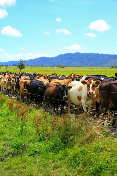 Herd of cows waiting for a change of pasture. Fox Glacier, New Zealand — Stock Photo, Image