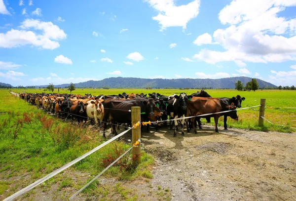 Herd of cows waiting for a change of pasture. Fox Glacier, New Zealand — Stock Photo, Image