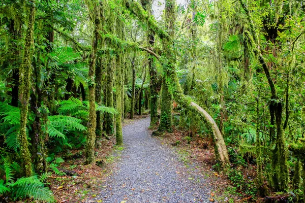 Нова Зеландія тропічних лісів в місті Фокс льодовика, Південного острова — стокове фото