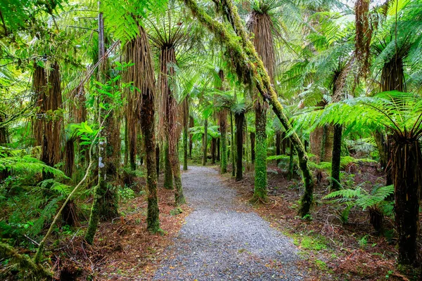 Neuseeland-Regenwald im Westland-Nationalpark — Stockfoto