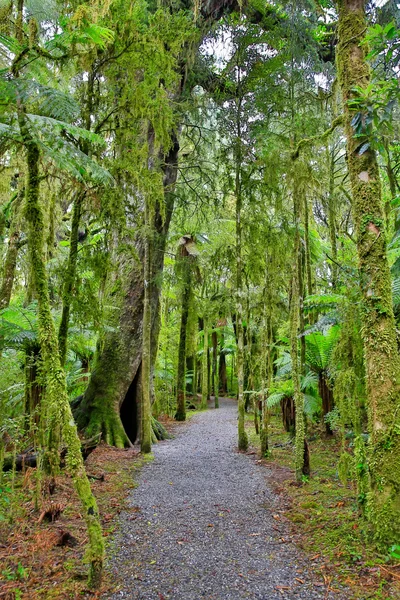 Nový Zéland deštný prales v Westland National Park — Stock fotografie