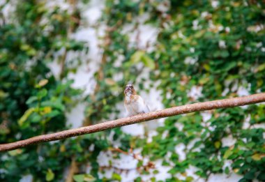 Dunedin, Yeni Zelanda - Hazi 10, 2015: bir kuş Larnach kale Bahçe dal