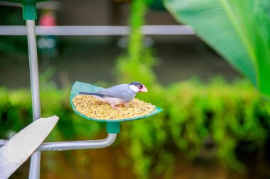 Dunedin, Yeni Zelanda - 10 Şubat 2015: Larnach Kalesi bahçesinde kuş besleyicisinden tohum yiyen kuş