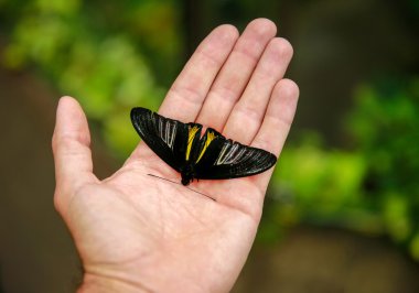 Dunedin, Yeni Zelanda - 10 Şubat 2015: kadın elinde oturan kelebek. Larnach Kalesi bahçesi,