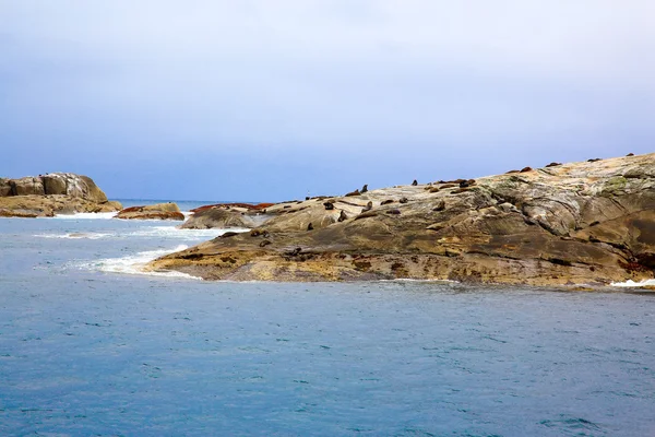 Viele Robben, die an der felsigen Küste liegen, te anau, Neuseeland — Stockfoto