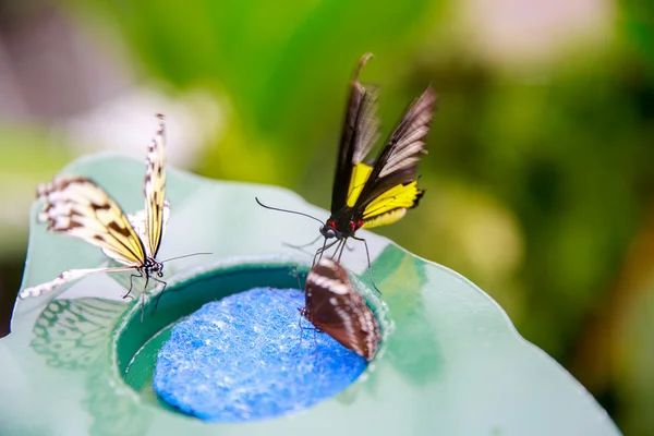 DUNEDIN, NOVA ZELÂNDIA - FEBR 10, 2015: borboletas comendo de um prato com purificador de plástico azul — Fotografia de Stock