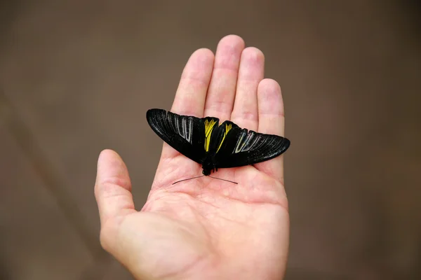 DUNEDIN, NOVA ZELÂNDIA - FEBR 10, 2015: borboleta sentada na mão da mulher. Larnach Castelo jardim , — Fotografia de Stock