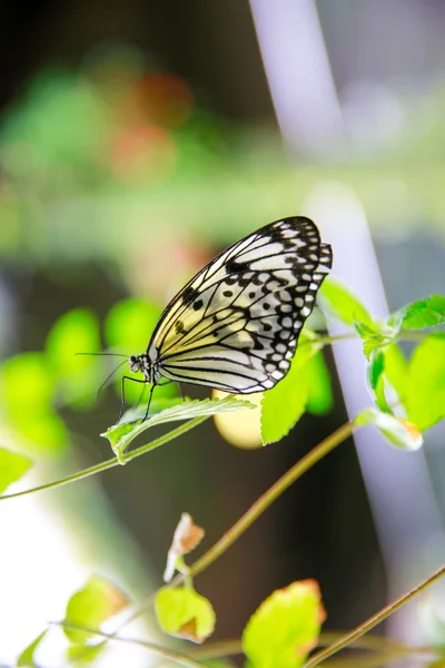 DUNEDIN, NOVA ZELÂNDIA - FEBR 10, 2015: borboleta sentada em folha verde. Larnach Castelo jardim , — Fotografia de Stock