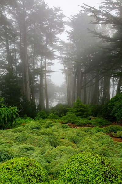 Nebliger Morgen im Garten von Schloss Larnach, Dünen. — Stockfoto