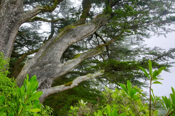 Dunedin, Nieuw-Zeeland - Febr 10, 2015: tuin van Larnach Castle, — Stockfoto