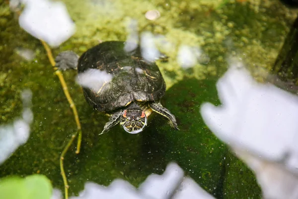 DUNEDIN, NOUVELLE-ZÉLANDE - 10 FÉVRIER 2015 : tortue dans un étang . — Photo