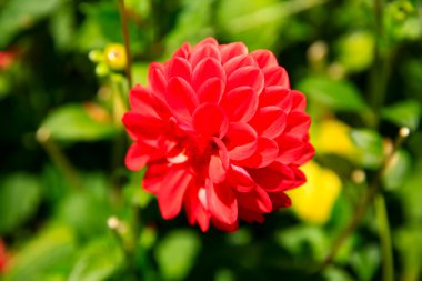 Kırmızı yıldız çiçeği Çiçek bahçesinde tam Bloom closeup. 