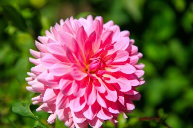 Bahçede çiçek açmış yıldız çiçeğinin yakın çekimi.. 