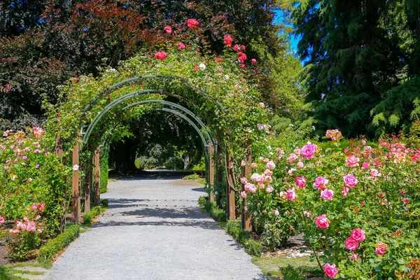 Jardín de rosas en Christchurch Botanic Garden, Nueva Zelanda . — Foto de Stock