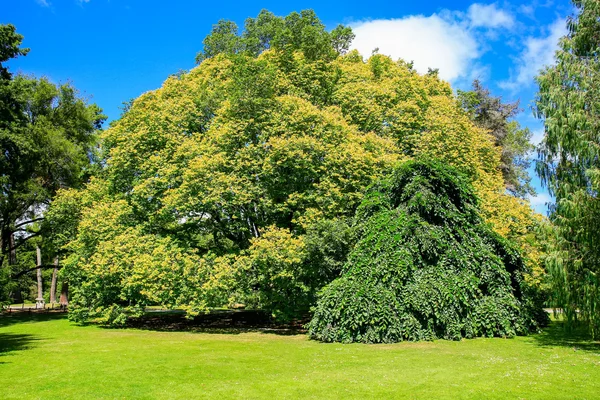 Majestic tree in Christchurch Botanic Garden, Nova Zelândia — Fotografia de Stock