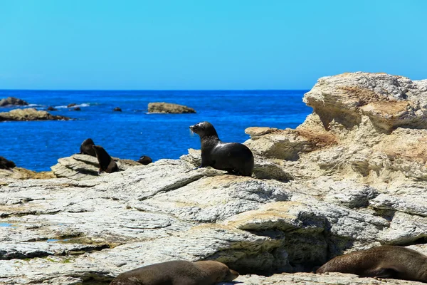 Foca silvestre en la colonia de focas costeras en Kaikoura, Nueva Zelanda —  Fotos de Stock