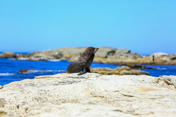 Wilde Robbe an der Küste der Robbenkolonie in Neuseeland — Stockfoto