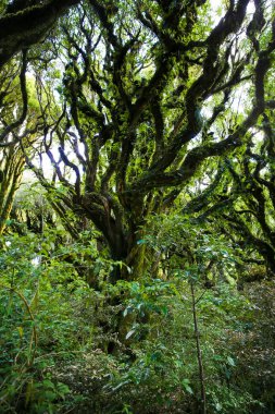 Yağmur ormanı Egmont Milli Parkı, Yeni Zelanda