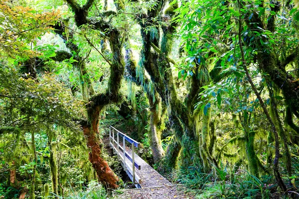 Bosque lluvioso en el Parque Nacional Egmont, Nueva Zelanda — Foto de Stock