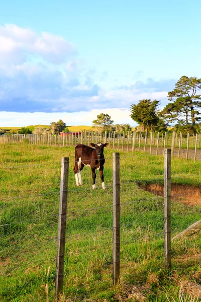 Lilla kalv står ensam i gröna betesmark, Nya Zeeland landskap — Stockfoto