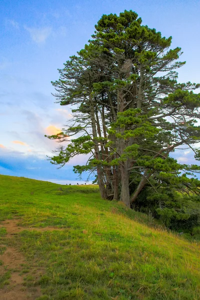 Pinheiro grande na encosta da montanha Taranaki, Nova Zelândia — Fotografia de Stock