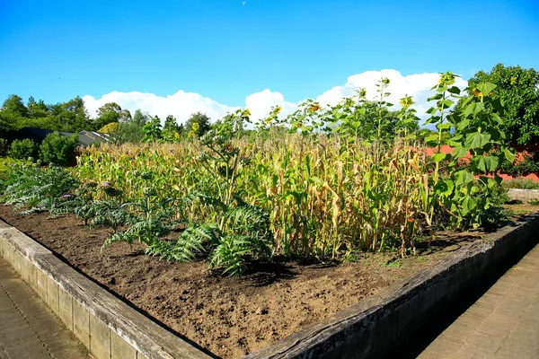 Letti di girasole rialzati in orto — Foto Stock