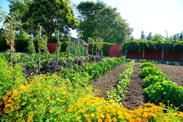 Raised vegetable beds in Kitchen garden — Stock Photo, Image