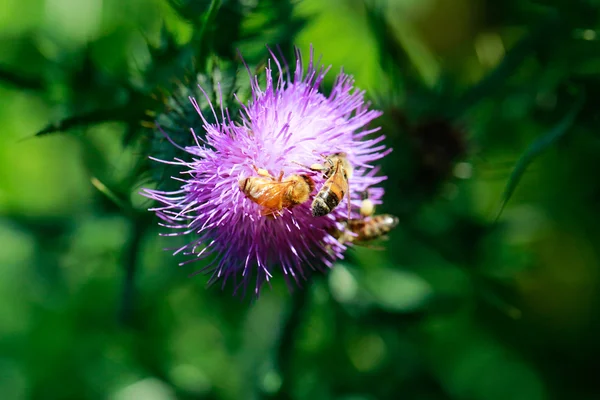 Abelhas a recolher néctar. Vista de perto — Fotografia de Stock
