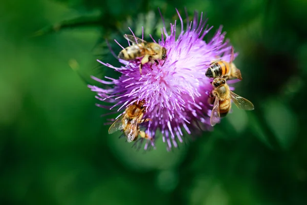 Bees collecting nectar. Close up view — Stock Photo, Image