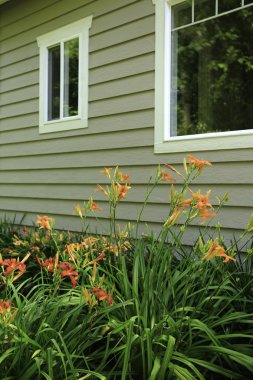 Ön bahçede büyüyen çiçek açan çiçekler