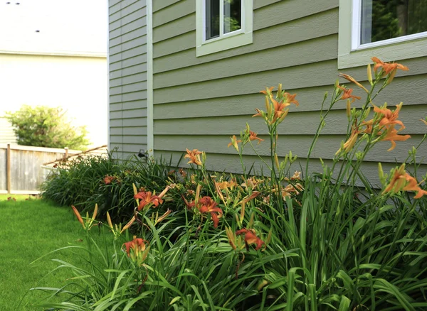 Blooming flowers growing on front yard — Stock Photo, Image