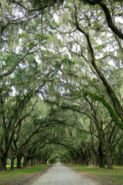 meşe ağaçları gölgelik, yosun kaplı. Forsyth Parkı, savannah, coğrafi