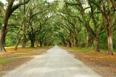 meşe ağaçları gölgelik, yosun kaplı. Forsyth Parkı, savannah, coğrafi