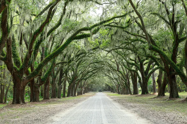 Baumkronen aus Eichen, die mit Moos bedeckt sind. Forsyth Park, Savanne, Geo — Stockfoto