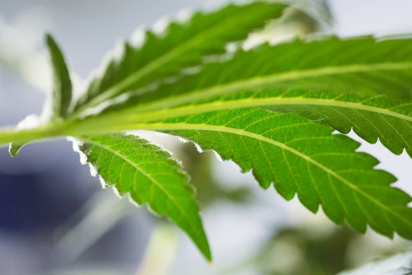 Marijuana leaf during harvest. — Stock Photo, Image