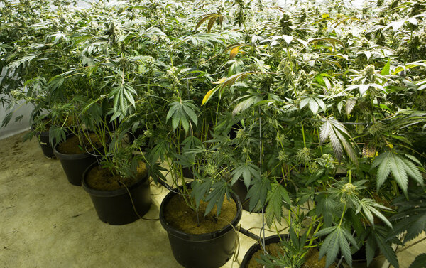 Цветочные почки марихуаны
. 