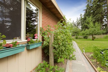 Yeşil bush tarafından tuğla duvar büyüyen olgun ahududu ile.