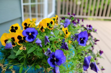 güzel homo çiçek çiçeklenme