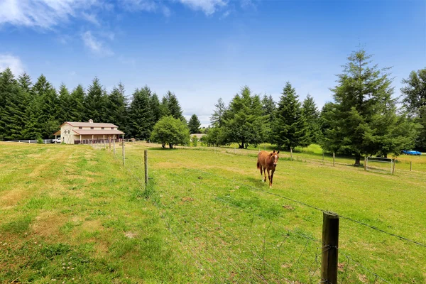 Horse walking on large farm field with a barn — Stock Photo, Image