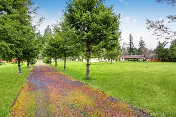 Lovely walkway lined with trees and grass. — Stock Photo, Image