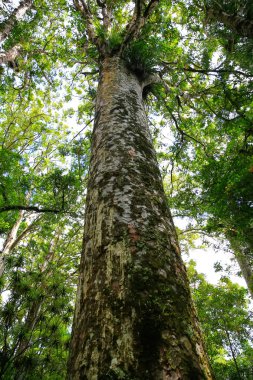 Yeni Zealnd thre arazi üzerinde yükselen çok uzun ağaç.