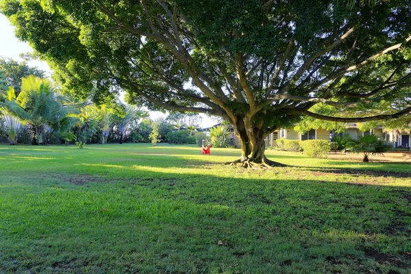 Large tropical tree in yard of hawaiian home. — Stock Photo, Image