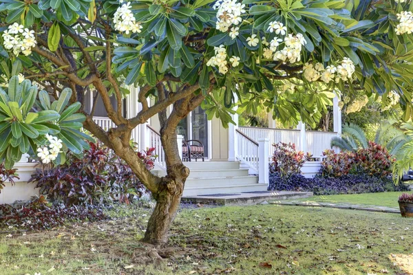 Casa havaiana simples com vegetação . — Fotografia de Stock
