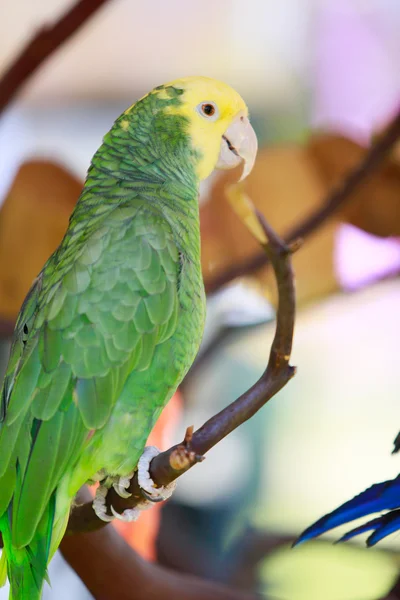 Papagaio verde e amarelo — Fotografia de Stock