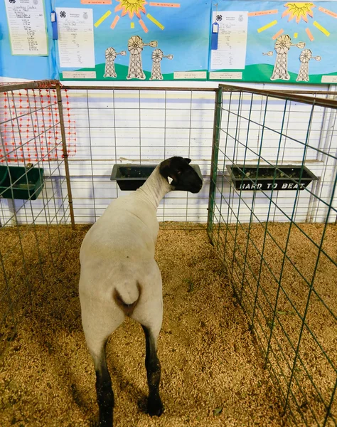 エレンズバーグ ロデオ, ワシントン州エレンズバーグ Ro で販売のために販売のための羊 — ストック写真