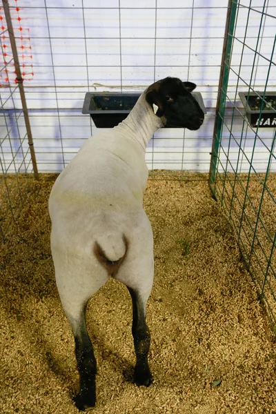 Ovinos à venda em Ellensburg Rodeo, WA à venda em Ellensburg Ro — Fotografia de Stock