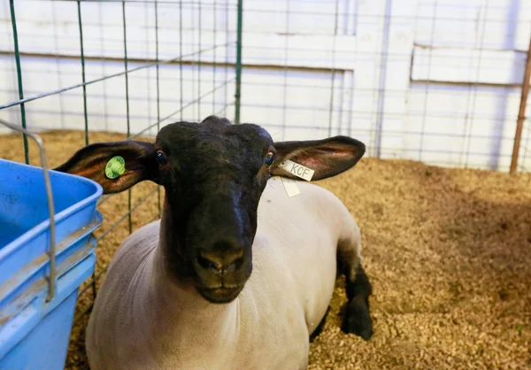 Pecora in vendita a Ellensburg Rodeo, WA — Foto Stock