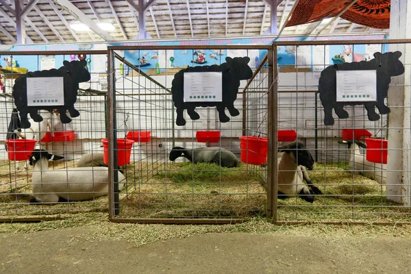 Owce na sprzedaż w Ellensburg Rodeo, Wa — Zdjęcie stockowe