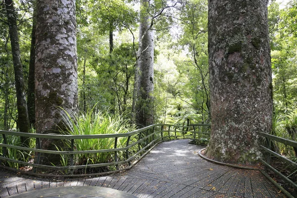 贝壳杉森林与凯里凯里附近的巨树。新西兰. — 图库照片