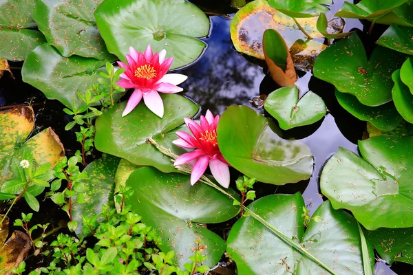 Water lillies in Mission Station park near Stone House in KeriKeri  during summer. — Stock Photo, Image